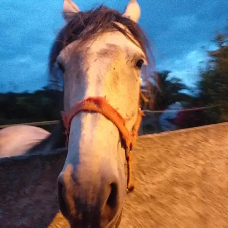מלון Rural Montesomao 2*